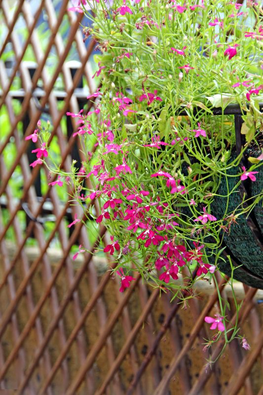 Rose Trellis Installation in Kansas City, KS